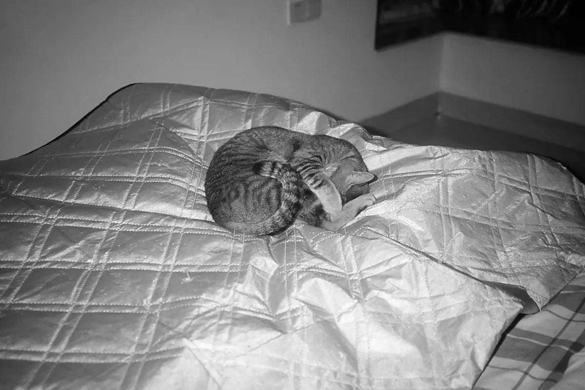 A tabby cat curled up sleeping on a bed